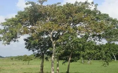 Arbol de macaya 
