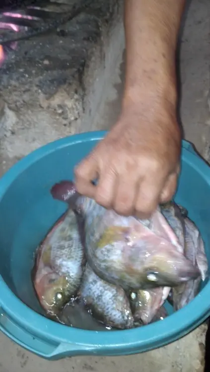 Mojarra de rio recien pescado.