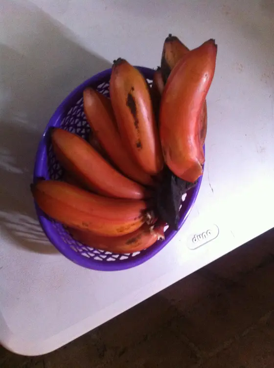 Platano morado fruto de la region